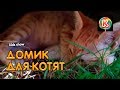 Belek Beach Resort 5* МИЛЫЕ КОТЯТА Домик для котят в Турции БЕЛЕК БИЧ
