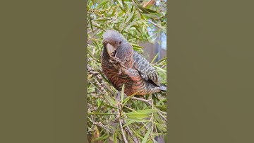 This Rare Black Parrot Is Absolutely Gorgeous!