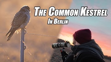 Capturing the COMMON KESTREL and OWL´s in Berlin | Urban Wildlife | 4K