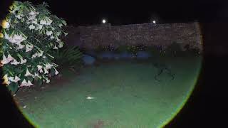 Smiling Shark 7004 Flash Test