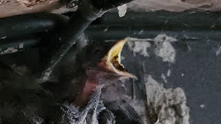 Feeding swallows earthworms, at the fishing spot