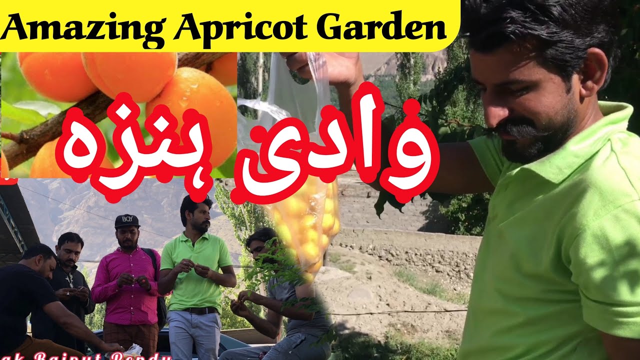 Real Apricot Tree in Hunza Valley Gilgit Baltistan Hunza Nagar