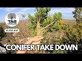 Three BT lines below.. what could go wrong? 🌲⚡ | TAG Tree Care 🌳