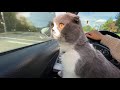 Ride With The Scottish Fold Cat 🐈 ~Cutest Cats In The World の動画、YouTube動画。