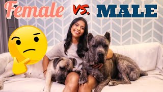 Cane Corso - Which is Better, Male or Female?