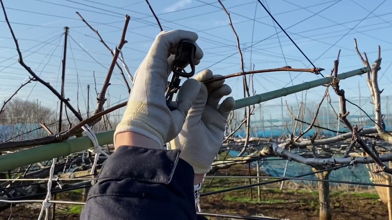 5年目の若木の剪定　よくわかる！梨の作業シリーズ24