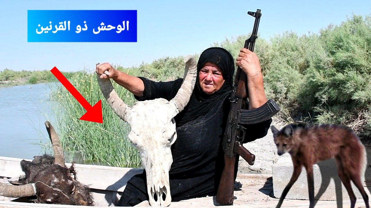 اخبارها شخص بأن هناك حيوان مفترس قتل جاموستها وعند ذلك أخرجت بندقيتها وذهبت لتأخذ الثأر