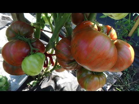 Томатный Гном Фестиваль Аделаиды - спеет рано, плодов много, очень вкусный. Обзор 1 августа.