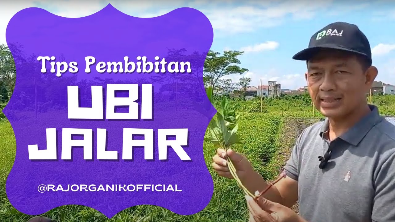 CARA MELAKUKAN PEMBIBITAN UBI JALAR, CUKUP SEKALI GAK RIBET SAMA SEKALI
