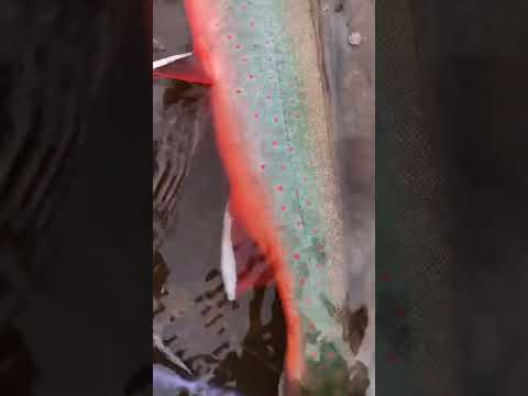 Красивый Голец #лосось