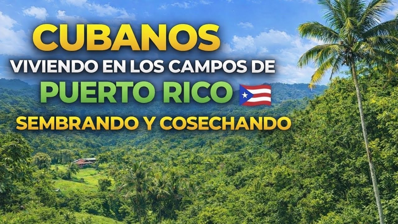 Cubanos salen de Miami, viven siembran y cosechan en los campos de Puerto Rico..