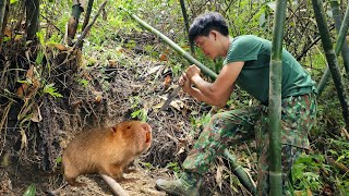 200 Day Survival Challenge, Wildlife Traces, Wild Birds, Wild Chickens, Squirrels, Wild Goat