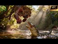 Báo Đốm vs Cá Sấu Caiman | Trận Chiến Sinh Tồn Giữa Rừng Amazon #thegioidongvat | Thế Giới Hoang Dã