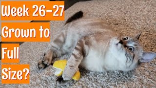 Almost fully Grown? Nearly 5 month old Kitty | Update 26 Quick Clips by Goudan Adventures 1,701 views 2 years ago 1 minute, 49 seconds