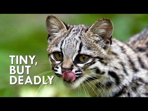 Videó: Az Oncilla-tól az Ocelot-ig, itt vannak a Fun Wildcat Facts