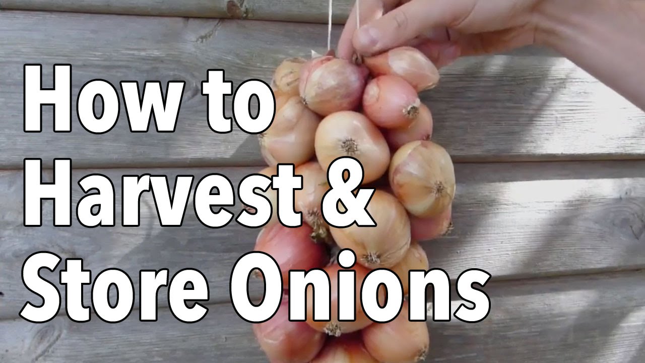 How To Harvest And Store Onions Youtube