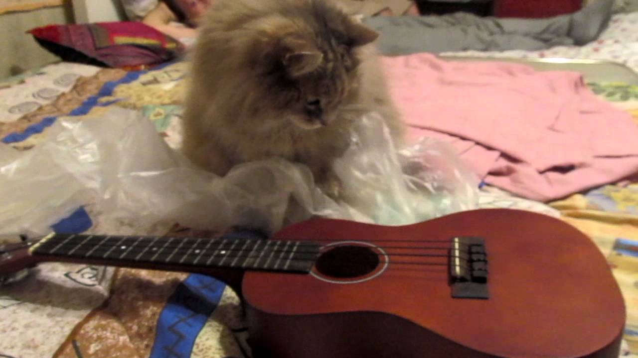 My cat playing the ukulele! YouTube