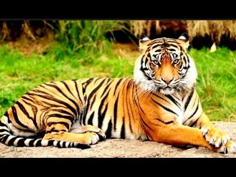 Kehidupan Gajah Harimau Di Taman Ragunan Jakarta YouTube