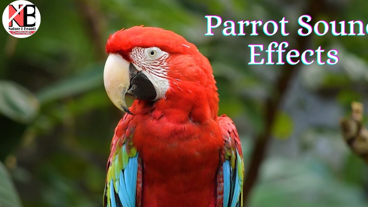 Parrot Sound Effect Parrot Video HD YouTube
