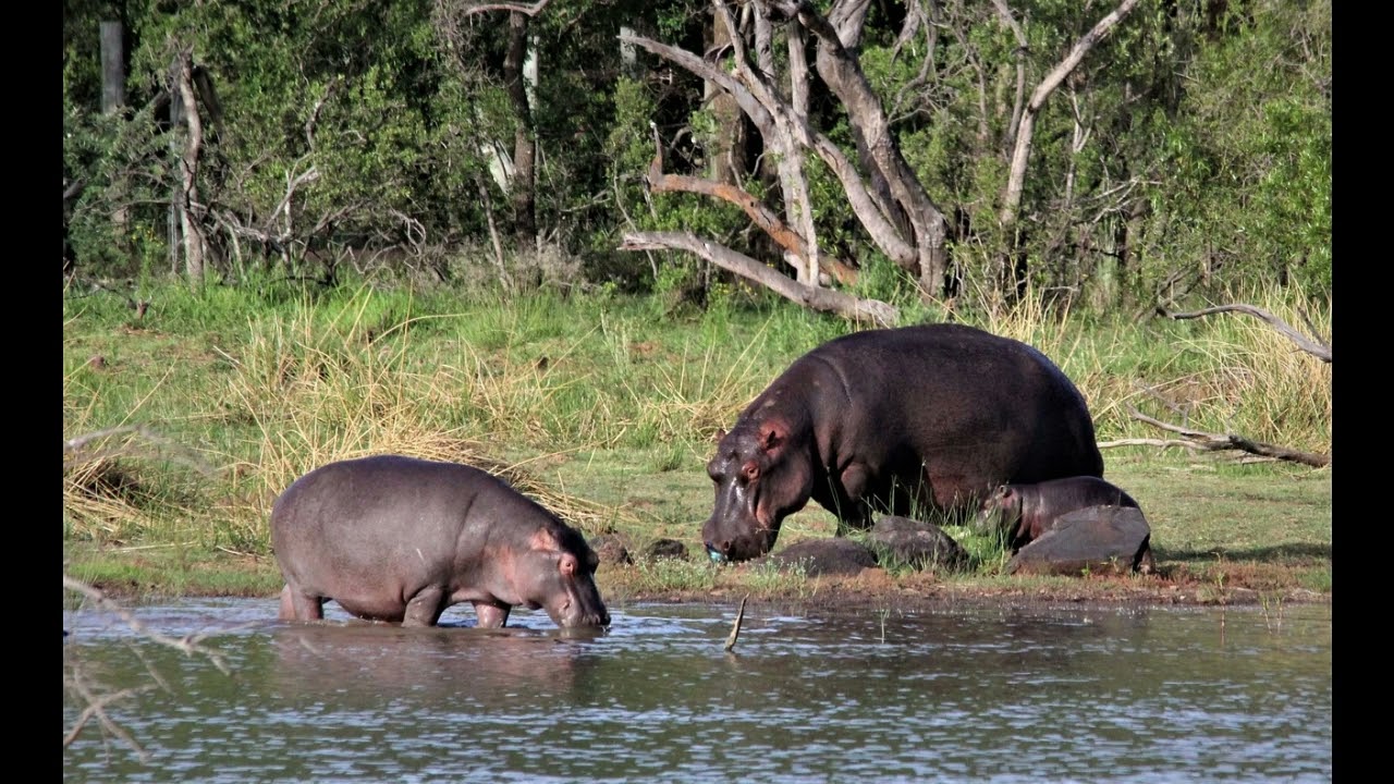 Hippopotamus grunting sound
