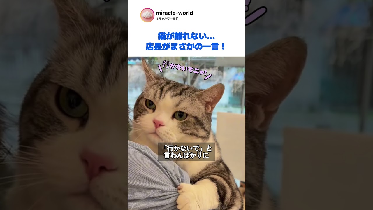 帰ろうとすると腕を離さない猫。店長「もう連れて帰ります？」ｗｗ