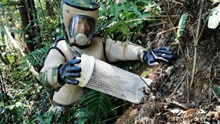 Eradication Murder hornet nest,Giant Hornets Nest Removal,Dangerous GIANT Wasp Nest