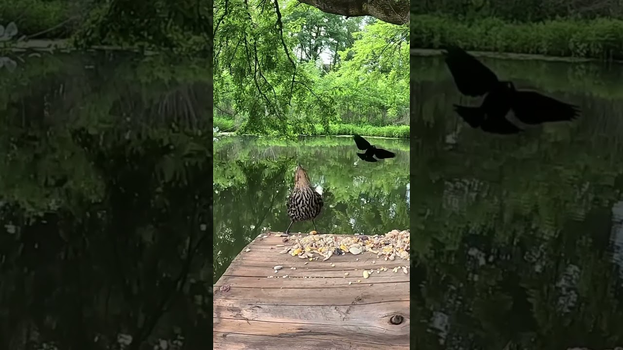 Female Red-Winged Bird Call 