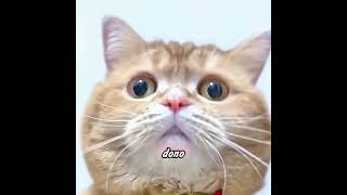 Os caminhos de comboio conectam a amizade.  #historias  #gatos  #pets #shorts