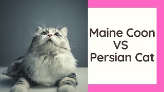 Maine Coon VS Persian Cat
