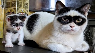 The funniest animals / Fun with cats and dogs 2022 / LA #51 by Los Animals 1,330,325 views 1 year ago 10 minutes, 20 seconds