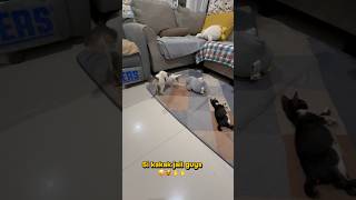 Kk ucil jail #cat #pets #kucing #kucinglucu #cat #fyp #shorts #shortvideo #pecintakucing @YouTube