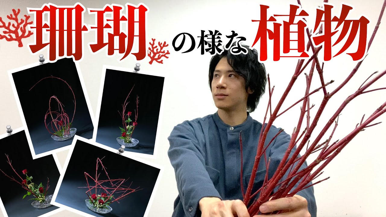 サンゴミズキのテクニック！一挙６作品、皆さんはどれがお好き？【生け花/初心者】