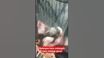 mancing cirata spot belenyen baru setengah main udah gacor video short #shorts #vidioshort #cirata