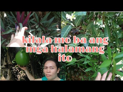 Video: Mga Halamang Napapatag ng Ulan - Mababawi ba ang Mga Halaman Mula sa Pinsala ng Ulan