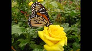 Miniatura de "(two songs) Ralph Stanley - Daddy's Rose & A Robin Built A Nest On Daddy's Grave"