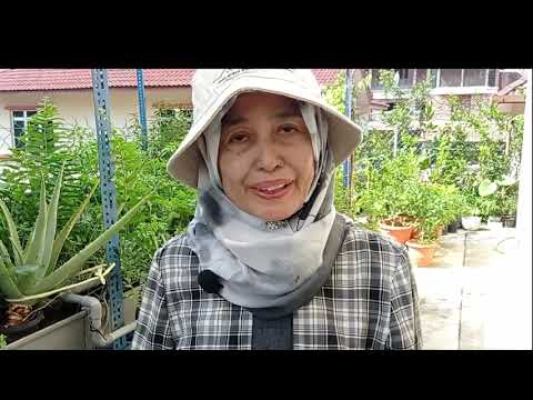 Video: Pemakanan Tumbuhan Basil - Bila dan Cara Menyuburkan Basil