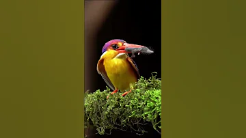 Yellow kingfisher #shorts #short #viralshorts #youtubeshorts #tiktok #documentaryshort #shortvideo