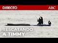 🔴RESCATE de TIMMY, la BALLENA jorobada VARADA desde hace UN MES, EN DIRECTO