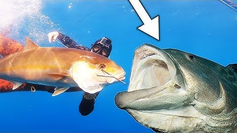 (DANGEROUS!!!) GIANT Grouper Grabs My Fish!!