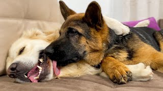 What true love looks like between a Golden Retriever and a German Shepherd Puppy!