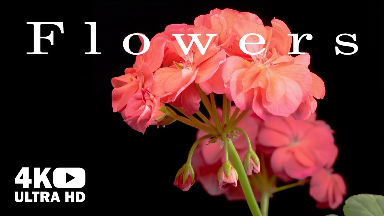 Stunning Flowers Blooming Time lapse in 4K UHD with Relaxing Music ...