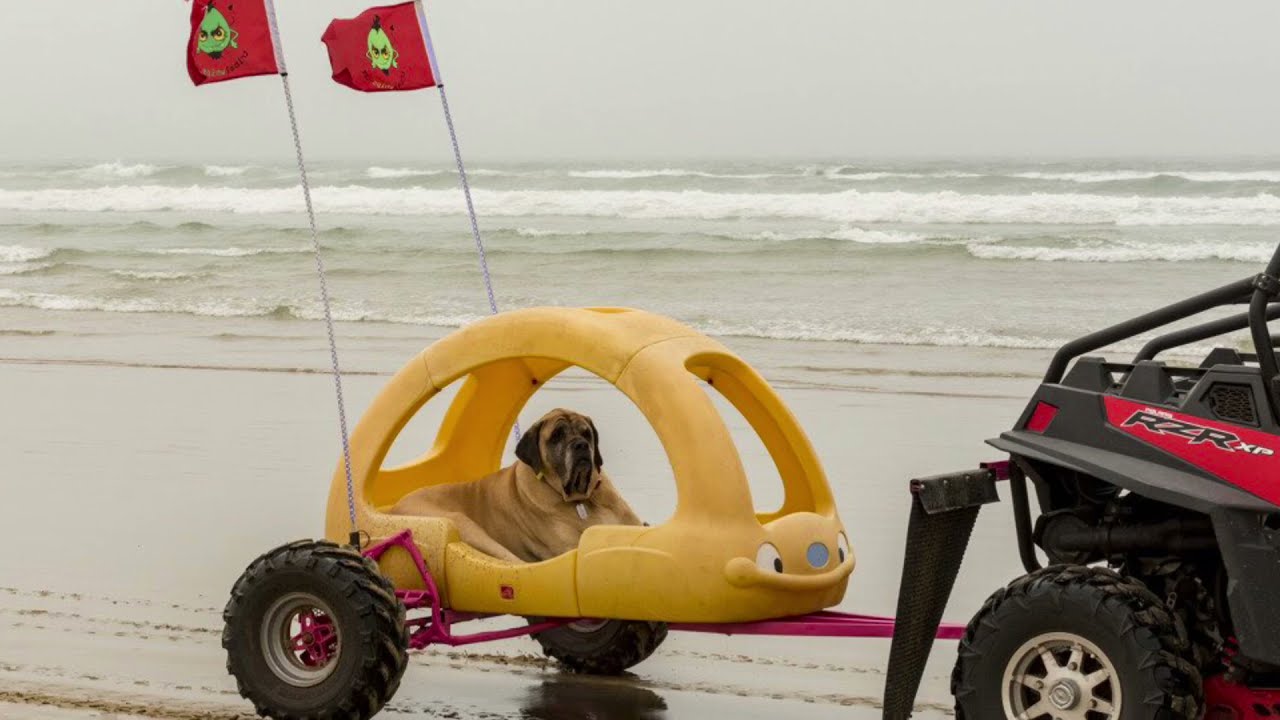 Dogs at Pismo State Beach and Oceano Dunes SVRA YouTube