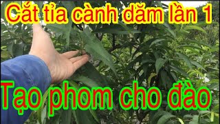 cách cắt tỉa cành dăm cây đào lần 1 sau tết.cắt đọt tạo form cho cây đào tháng 4 âm lịch