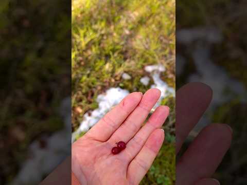 брусника пошла! #forest