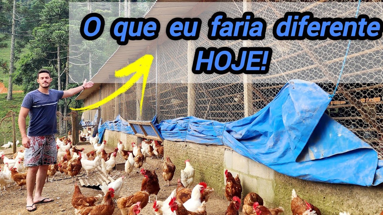 Erros Comuns na Construção do Galinheiro: O Que Eu Faria Diferente, Hoje! 