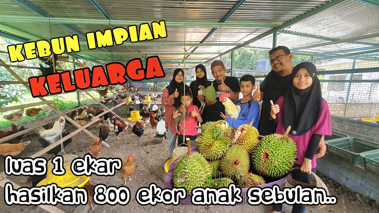 ✅️ KEUNIKAN KEBUN SAHABAT: AYAM ASLI, DEDAK SENDIRI, DAN DURIAN 20 TAHUN