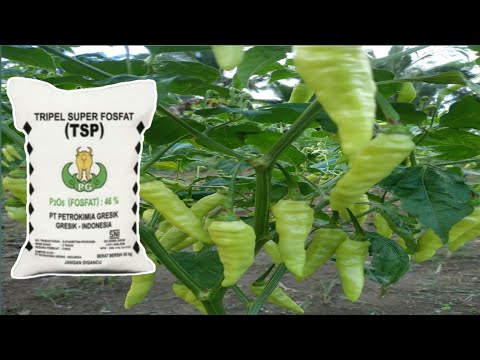 Video: Je TSP bezpečný pro rostliny?