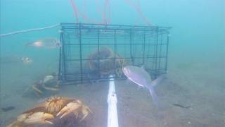 Gopro In A Crab Pot  - Uncut