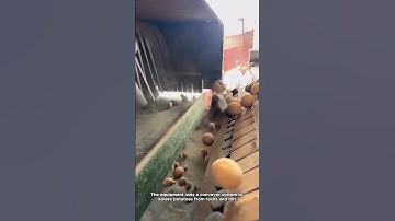 How Potatoes Are Cleaned After Harvest