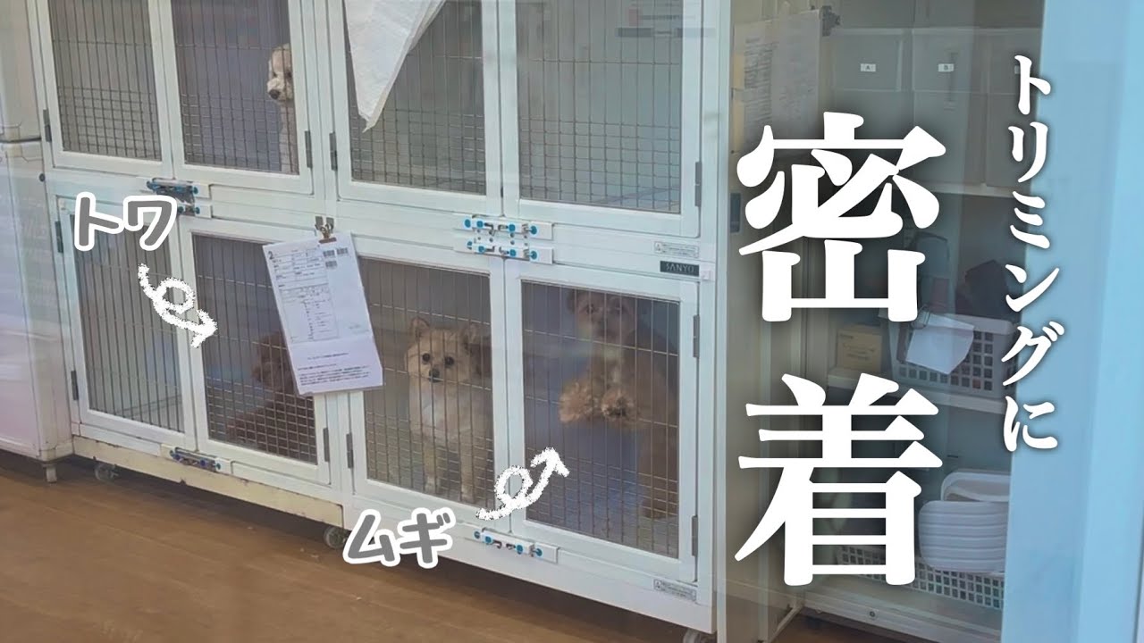 【出産間近】愛犬２匹を連れて散歩中まさかの出来事に涙…